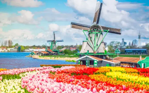 Bunte Tulpenfelder vor historischen Windmühlen, eine typische Szene der Amsterdam Attraktionen.