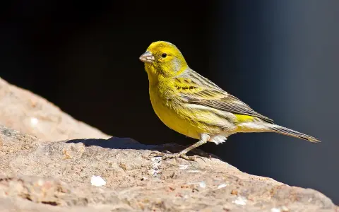 Cardellino femmina, con piumaggio giallo e striature grigie, posa su una roccia. Il suo canto risuona nell'aria.