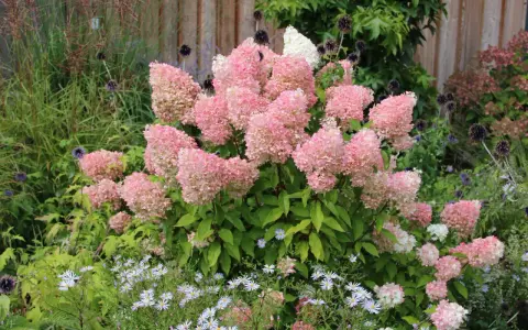 Ein Garten voller rosa Rispenhortensien, die sich gut vermehren lassen. Kleine weiße Blüten und dunkle Kugeldisteln ergänzen das Bild.