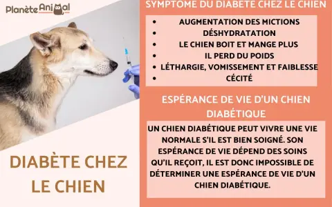 Un chien regarde une seringue, les symptômes du diabète canin incluent la soif accrue et la perte de poids.