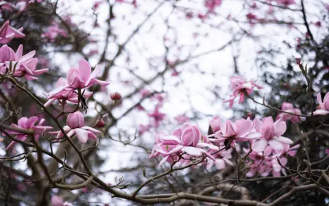 Delikatne, różowe kwiaty magnolii rozkwitają na gałęziach, zapowiadając wiosnę.
