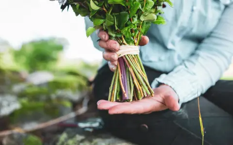 Händer som håller en bukett med gröna blad och lila stjälkar, redo att binda bukett.