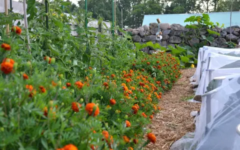 En rad med orange blommor kantas av tomatplantor i en pallkrage. Bredvid syns odlingar under fiberduk.