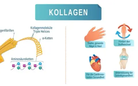 Die Wahrheit über Kollagen Nahrungsergänzungsmittel: Vorteile und Risiken