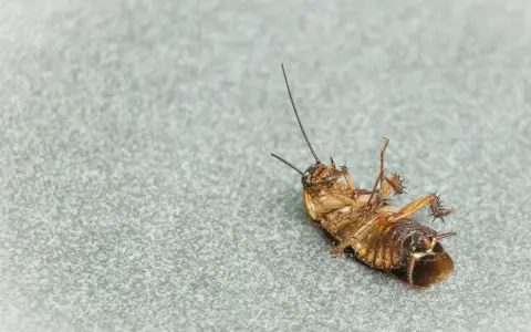 Una cucaracha muerta boca arriba sobre una superficie gris. Un recordatorio de las plagas que pueden aparecer con las cucarachas en verano.