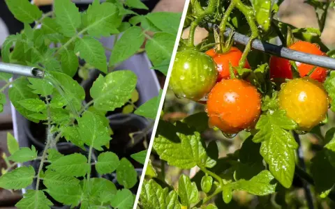 Watering tomato seedlings and ripe cherry tomatoes. Learn how often to water tomatoes in pots for healthy growth and fruit.