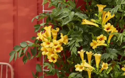 Une plante grimpante murale aux fleurs jaunes éclatantes s'épanouit sur un fond rouge vif.
