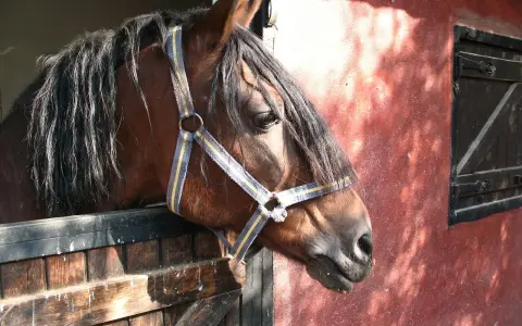 Un cheval brun à la crinière sombre regarde depuis son box dans une écurie de propriétaire. La lumière du soleil éclaire le mur rouge.
