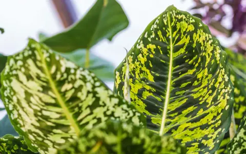Nahaufnahme von Dieffenbachia-Blättern mit grünen und gelben Flecken. Die Blattadern sind deutlich sichtbar. Perfekt für die Dieffenbachia Pflege.