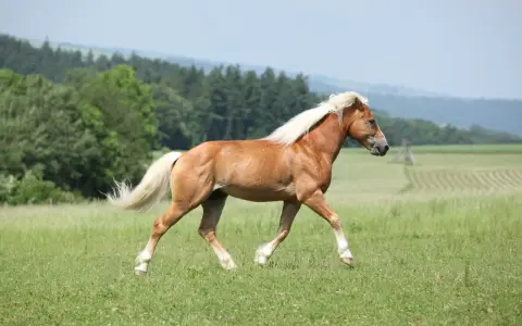 Un magnifique cheval palomino galope dans un pré verdoyant, sa crinière blonde flottant au vent.