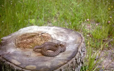 Żmija zygzakowata na pniu. Ciekawostki o jej kamuflażu i życiu w naturze.