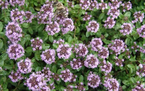 Bin samlar nektar från kaskadtimjan och backtimjan. Blommorna är små och lila, och bladen är gröna och aromatiska.