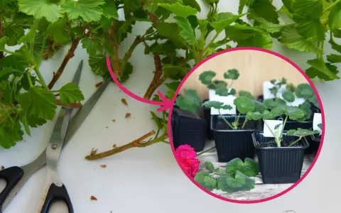 Przygotowanie sadzonek pelargonii: cięcie pędów i sadzenie w doniczkach.