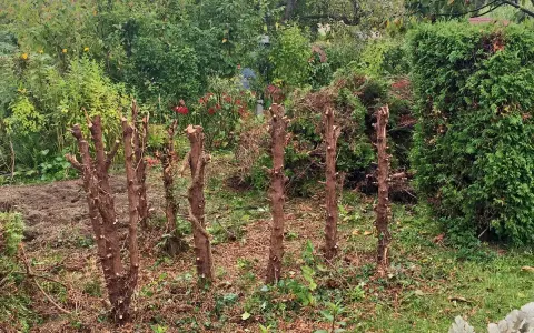 Mehrere abgestorbene Baumstümpfe stehen im Garten. Die Arbeit, **Strauchwurzeln entfernen**, ist hier offensichtlich noch nicht abgeschlossen.