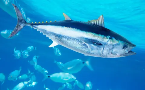 Un maestoso blauflossen thunfisch nuota tra banchi di pesci più piccoli in acque blu cristalline.