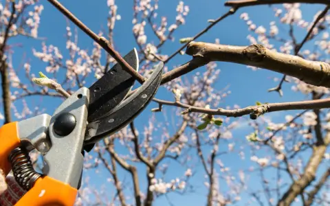 Beskärning av ett blommande bigarråträd med sekatör mot en klarblå himmel.