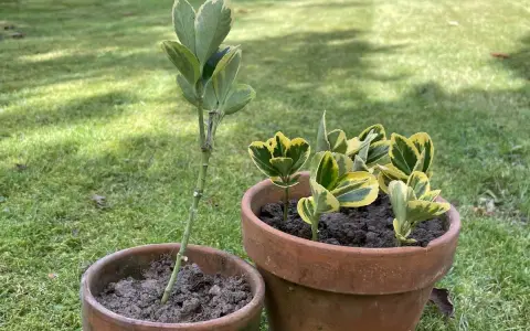 Deux boutures de fusain, l'une plantée seule dans un pot, l'autre en groupe dans un pot plus grand, sur fond d'herbe verte.