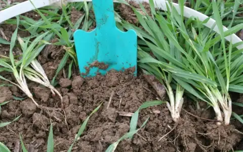Łopatka w ziemi, obok młodych kępek pszenżyta. Idealny czas, kiedy siać pszenżyto, by uzyskać obfite plony.