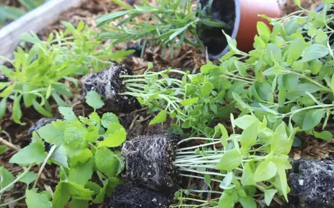 Små plantor med kryddor i kruka utomhus, redo att planteras.