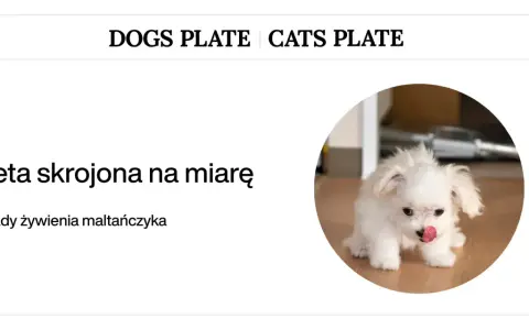 Zasady żywienia maltańczyka: dieta skrojona na miarę dla Twojego pupila.