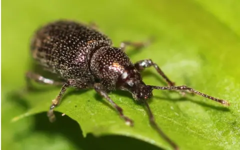 Oziorrinco su foglia verde, forse in attesa di deporre le sue uova.