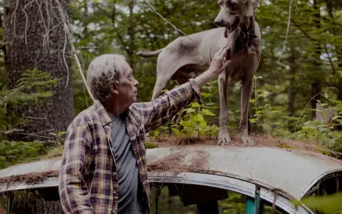 A man pets a Weimaraner standing on a rusted car roof in a forest, a scene reminiscent of William Wegman's most famous photos.