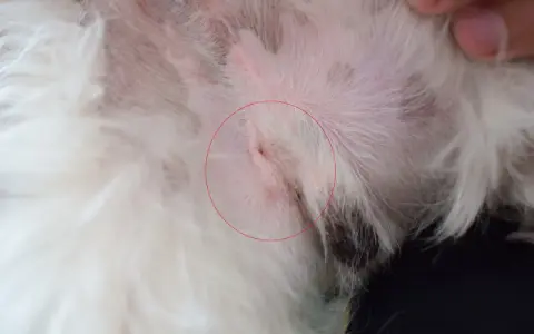 Ranek po zabiegu. Zastanawiasz się, ile kosztuje kastracja psa? Widoczna rana po kastracji.