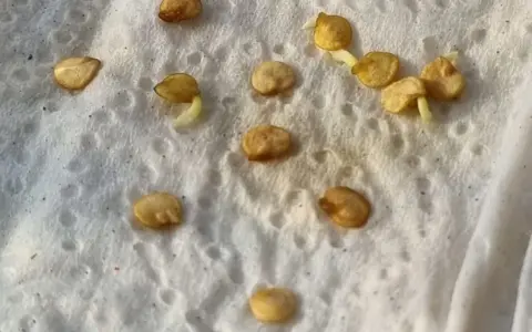 Kleine Keimlinge sprießen aus Samen auf feuchtem Tuch. Das Vorkeimen von Bohnen ist ein spannender Prozess.