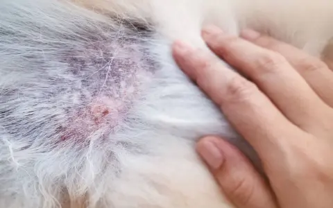 Skóra psa z zaczerwienieniem i strupkami, widoczne objawy chorób skóry u psa. Dłoń delikatnie dotyka sierści.