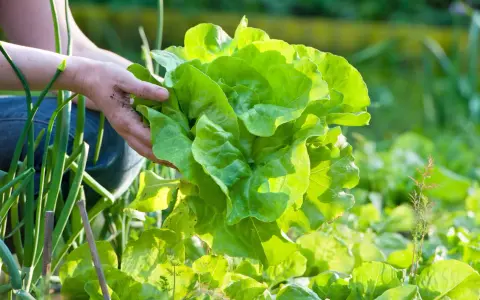 Hände ernten einen frischen Kopfsalat im Garten. Das knackige Grün leuchtet in der Sonne.