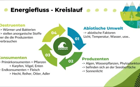 Der Energiefluss im Ökosystem See: Abiotische Faktoren, Produzenten, Konsumenten und Destruenten bilden einen Kreislauf.