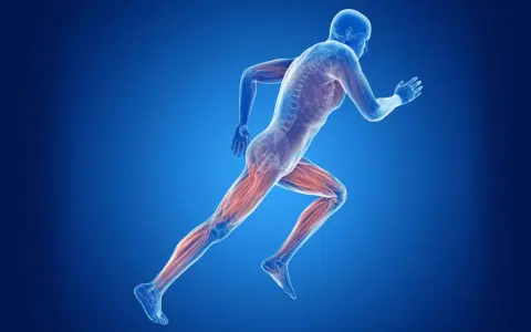 Beim Joggen werden die Beinmuskeln trainiert. Die Abbildung zeigt die Muskulatur eines Läufers.