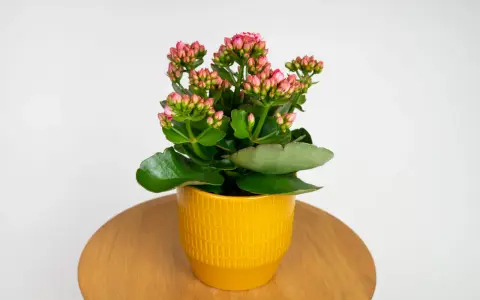 Kwiat kalanchoe w żółtej doniczce, z pąkami różowych kwiatów. Czy jest trujący? Niektórzy twierdzą, że tak, ale to zależy od gatunku.