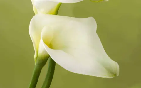 Deux élégantes fleurs de zantedeschia aethiopica, d'un blanc pur, se dressent sur des tiges vertes sur fond vert pâle.