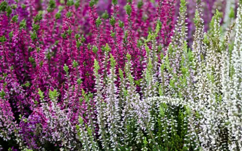 Brezo en flor, morado y blanco, con follaje verde. Cuidados sencillos para un jardín vibrante.