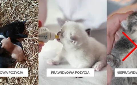 Dlaczego kotka nie chce karmić kociąt? Odkryj przyczyny i rozwiązania