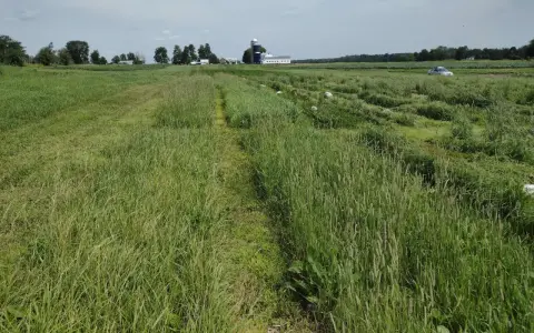 A wide field of lush green summer forage crops stretches towards a farm with silos and buildings.