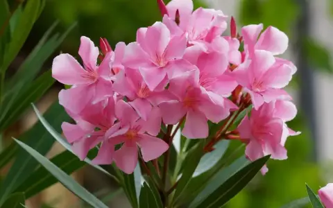 Kwitnący oleander po wiosennym przycinaniu. Delikatne, różowe kwiaty i długie, zielone liście tworzą piękny bukiet.