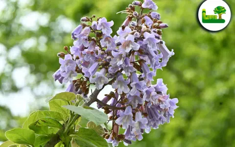Ein blühender blauglockenbaum, dessen Blüten zwar schön anzusehen sind, aber Vorsicht: der blauglockenbaum ist giftig.