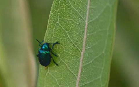 Un escarabajo verde metálico, un ejemplo de los diversos tipos de escarabajos, descansa sobre una hoja verde con venas marcadas.