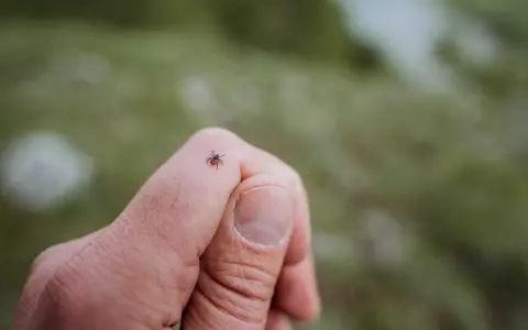 En fästing kryper på ett finger. Tänk på tbe inkubationstid om du hittar en.