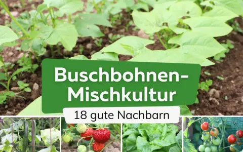 Buschbohnen-Mischkultur: junge Buschbohnen im Beet mit 18 guten Nachbarn wie Gurken, Erdbeeren, Salat und Tomaten.