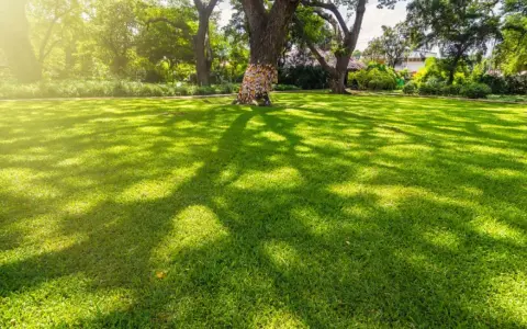 A lush green lawn, with dappled sunlight and shade from large trees, creates a peaceful scene. The grass that grows in shade here is vibrant and healthy.