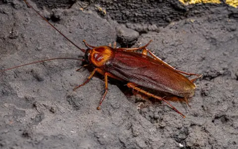 Cucaracha marrón sobre superficie oscura. Aunque no pican, su presencia es desagradable.