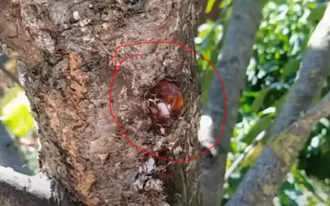 Gommosi albicocco che trasudano dalla corteccia di un albero.