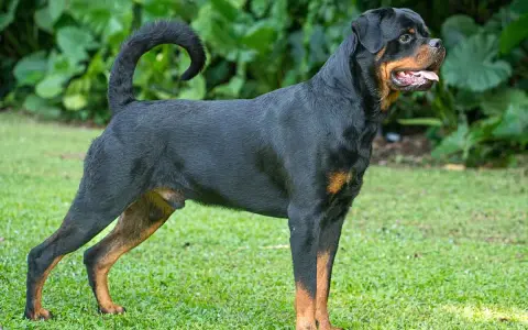 Potężny Rottweiler, rasa psa na r, stoi na trawie. Jego czarna sierść z rudymi znaczeniami lśni w słońcu.