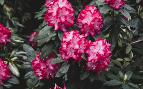 Piękne, różowo-białe kwiaty rododendrona. Ta roślina preferuje kwaśną ziemię, bogatą w próchnicę.