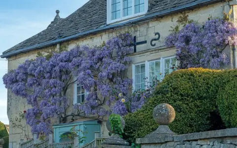 Une glycine spectaculaire s'épanouit contre une maison en pierre, ses grappes violettes tombant en cascade.