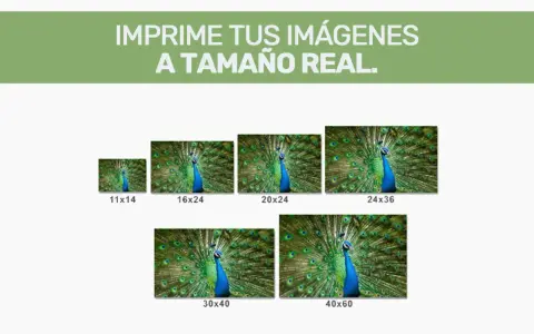 Imprime tus imágenes a tamaño real. Muestra un pavo real con la cola desplegada en varios tamaños: 11x14, 16x24, 20x24, 24x36, 30x40 y 40x60.