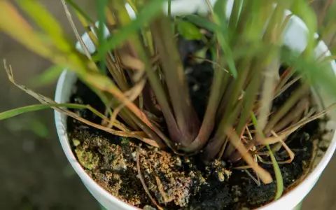 Close-up of a potted lemongrass plant, showing its thick, reddish stalks and green leaves emerging from dark soil.